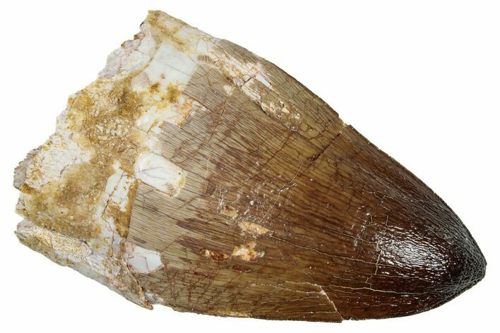 Large, Fossil Mosasaur (Prognathodon) Tooth - Morocco #266006